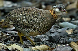 Green-legged Partridge