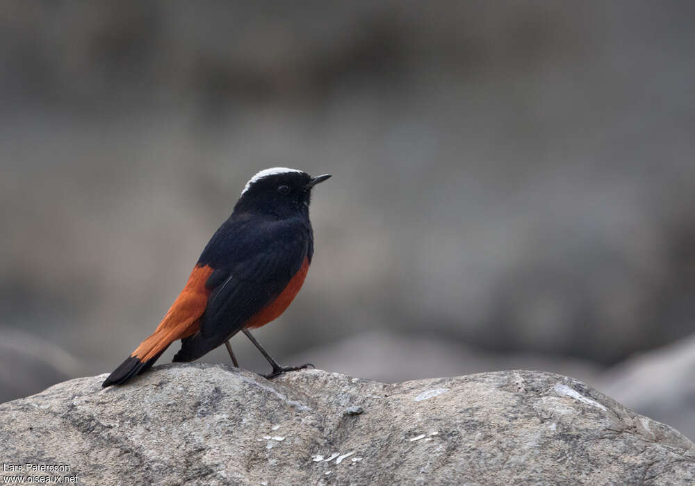 White-capped Redstartadult, identification