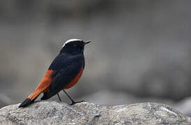 White-capped Redstart