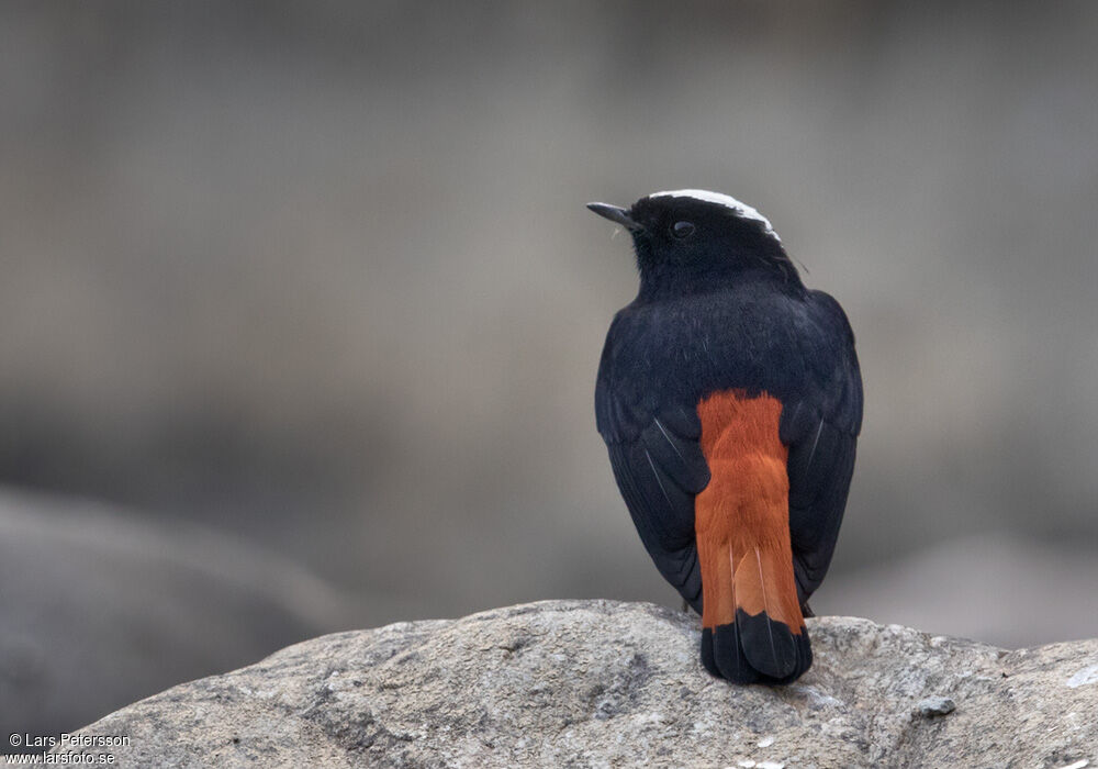 White-capped Redstart