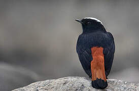 White-capped Redstart