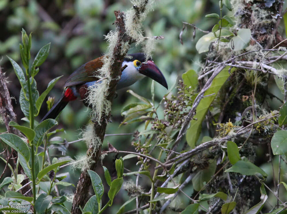 Toucan à bec noiradulte, identification