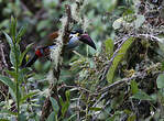 Toucan à bec noir