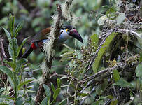 Toucan à bec noir