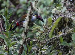 Toucan à bec noir