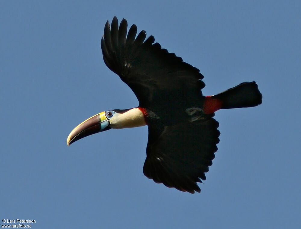 Toucan à bec rouge