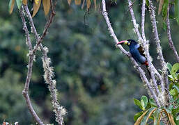 Grey-breasted Mountain Toucan