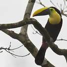 Toucan du Chocó