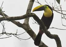 Toucan du Chocó