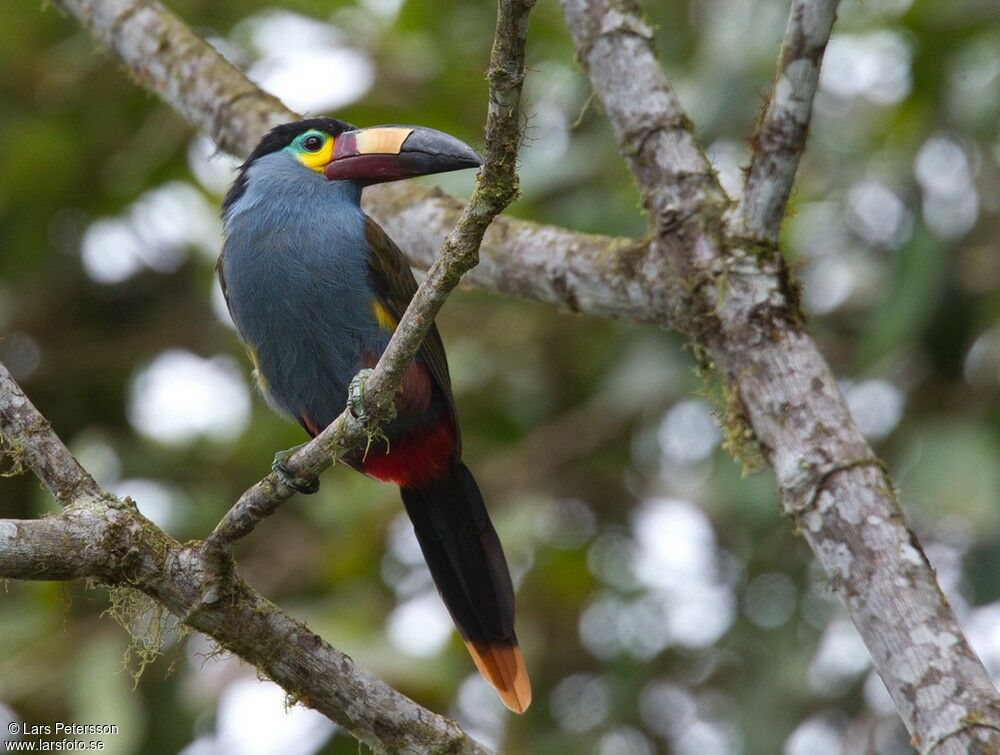 Plate-billed Mountain Toucan