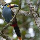 Toucan montagnard