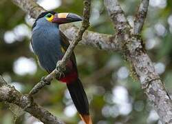 Plate-billed Mountain Toucan