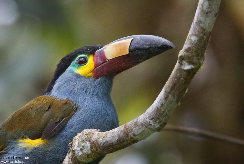 Plate-billed Mountain Toucan