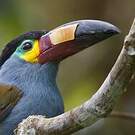 Toucan montagnard