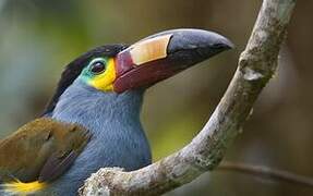 Plate-billed Mountain Toucan