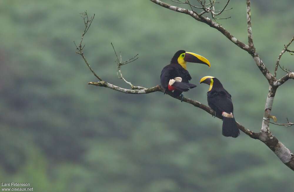 Yellow-throated Toucanadult