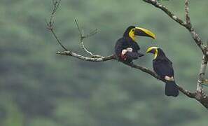 Yellow-throated Toucan