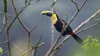 Yellow-throated Toucan