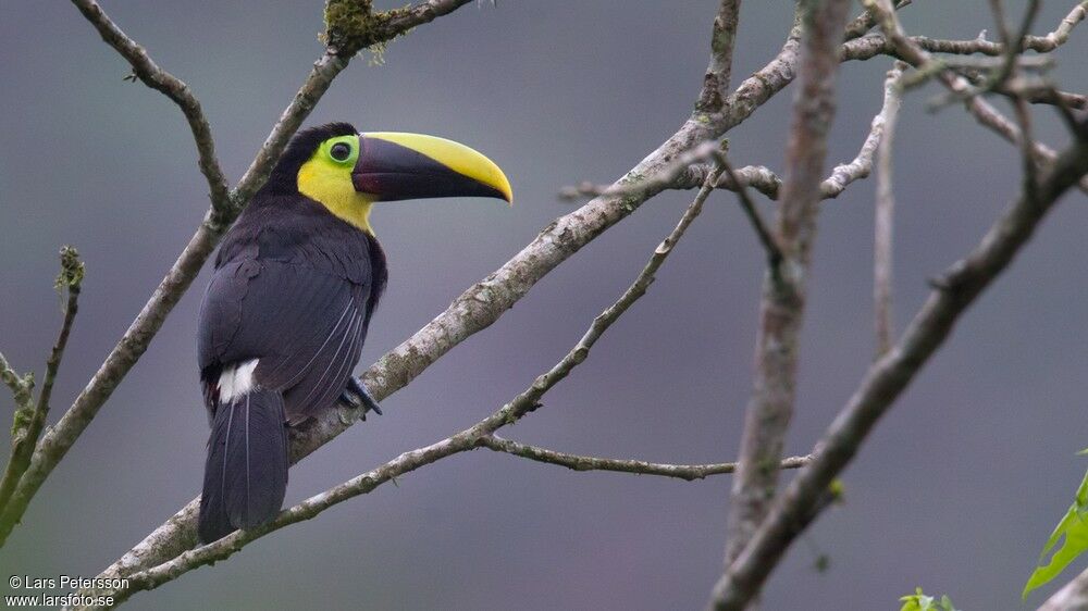 Yellow-throated Toucan