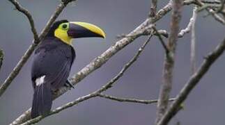 Yellow-throated Toucan