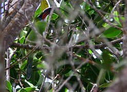 Groove-billed Toucanet