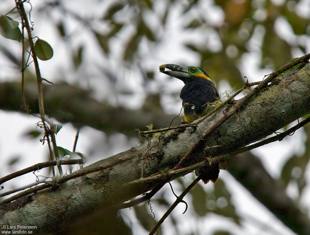 Toucanet à bec tacheté