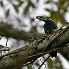 Toucanet à bec tacheté