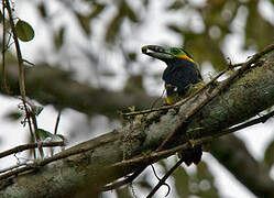 Spot-billed Toucanet