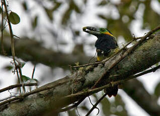 Toucanet à bec tacheté