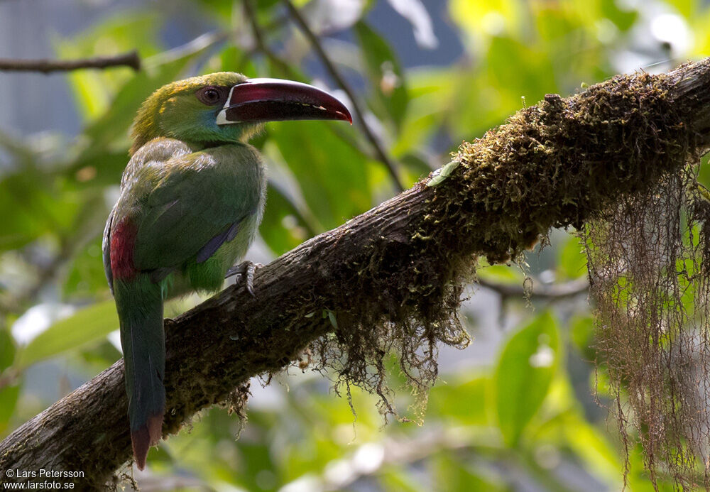 Toucanet à croupion rouge