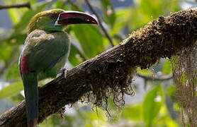 Crimson-rumped Toucanet