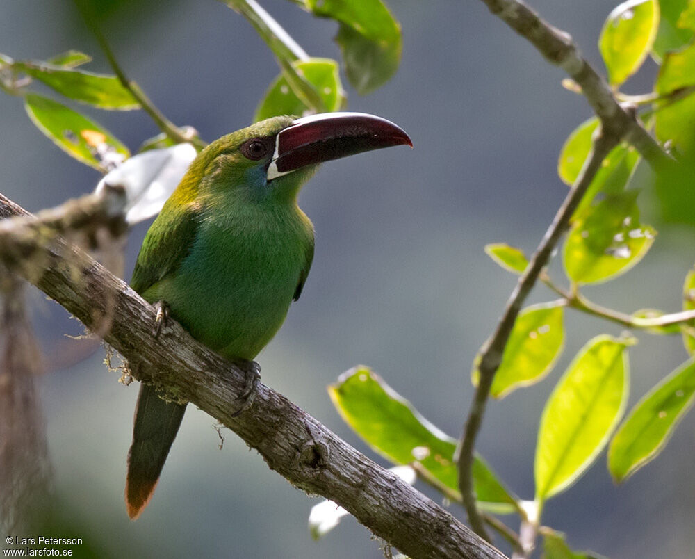 Crimson-rumped Toucanet