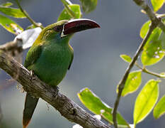 Crimson-rumped Toucanet