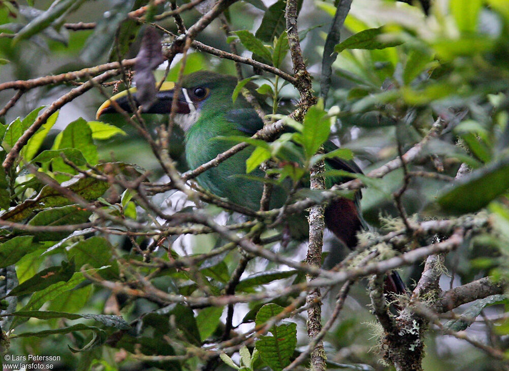 Toucanet à gorge blanche