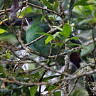 Toucanet à gorge blanche