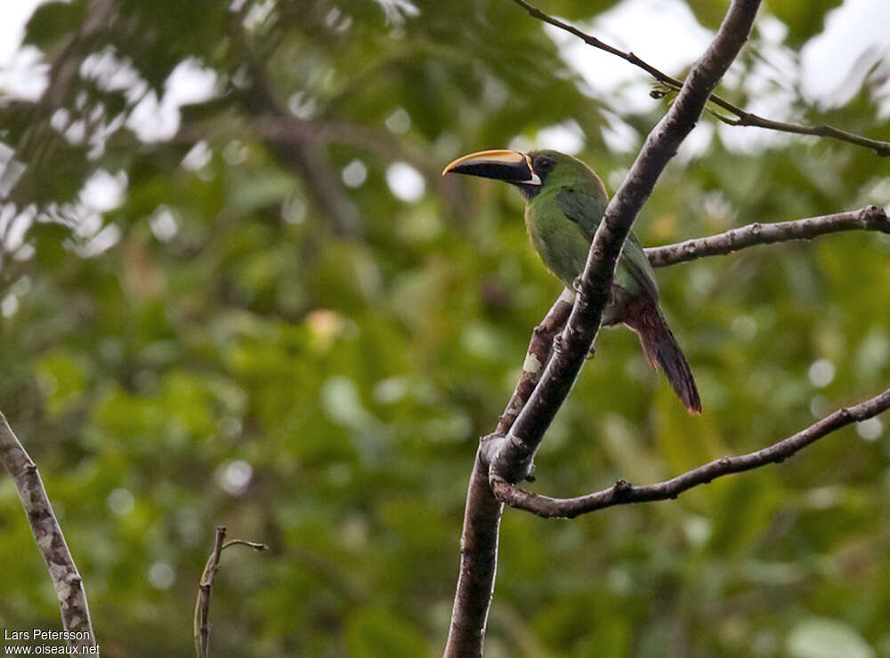 Black-throated Toucanetadult, identification