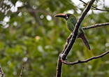 Toucanet à gorge noire