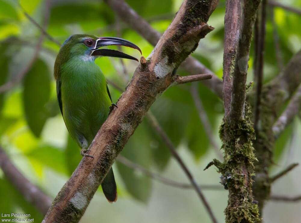 Toucanet de Derby