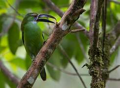 Chestnut-tipped Toucanet