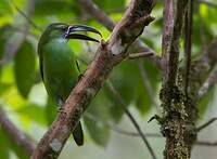 Toucanet de Derby