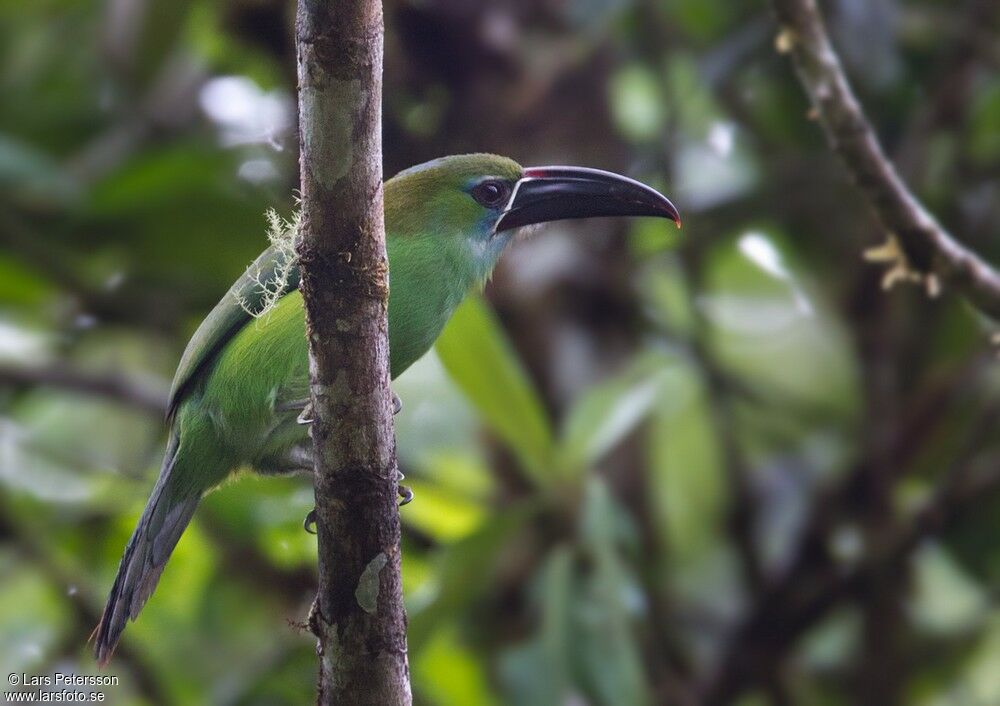 Toucanet de Derby