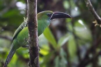 Toucanet de Derby