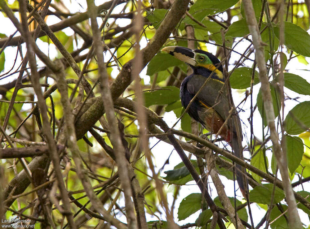 Gould's Toucanet, identification