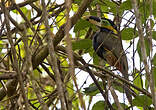 Toucanet de Gould