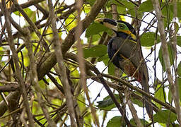 Gould's Toucanet