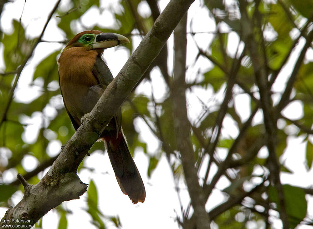 Toucanet de Gould