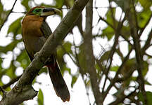 Toucanet de Gould