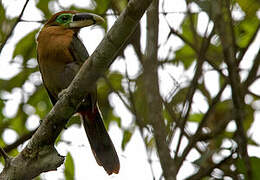 Gould's Toucanet