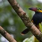 Toucanet de Reinwardt