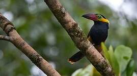 Toucanet de Reinwardt